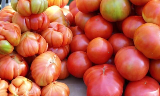 很想知道身边番茄哪些是转基因？小时那种味道的番茄，怎么种？
