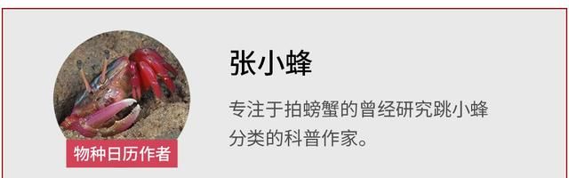 珊瑚礁里怎么开出了蓝蓝绿绿的花？那是大贝壳