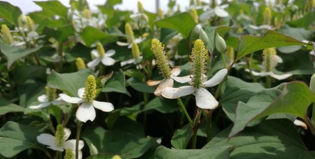 鱼腥草（折耳根）怎么种植？根茎繁殖，科学水肥管理