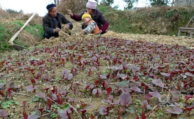 鱼腥草（折耳根）怎么种植？根茎繁殖，科学水肥管理