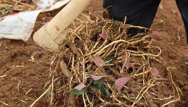 鱼腥草（折耳根）怎么种植？根茎繁殖，科学水肥管理