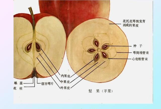 水果表面没有虫眼，为何里面会生虫？吃进肚子里的虫卵会寄生吗？