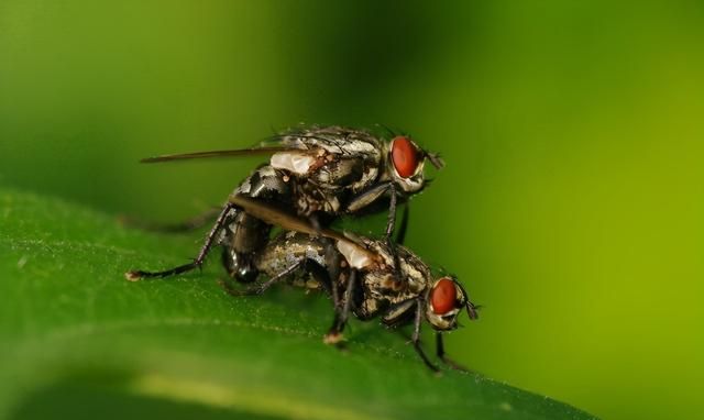 水果表面没有虫眼，为何里面会生虫？吃进肚子里的虫卵会寄生吗？