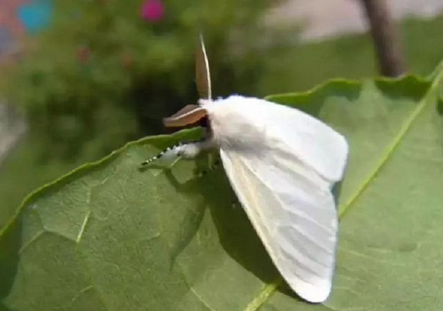 水果表面没有虫眼，为何里面会生虫？吃进肚子里的虫卵会寄生吗？