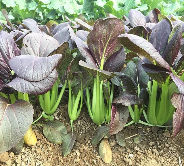 好吃又营养的紫色小青菜可以种啦！富含花青素，美容养颜哦
