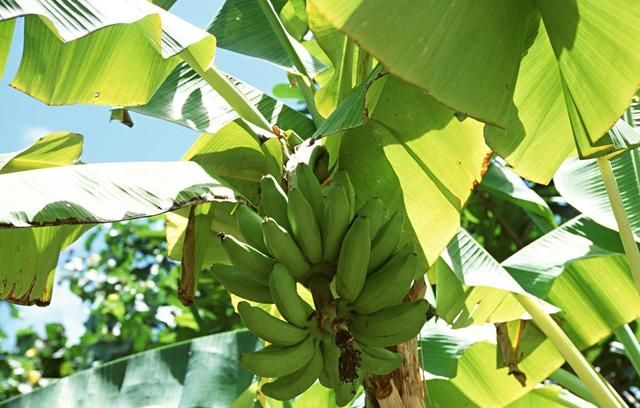 从小吃到大的香蕉不是树上长的，而是草上结出来的，你知道吗？
