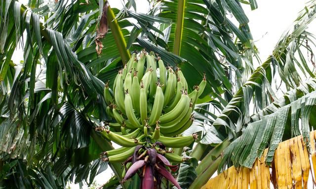 从小吃到大的香蕉不是树上长的，而是草上结出来的，你知道吗？