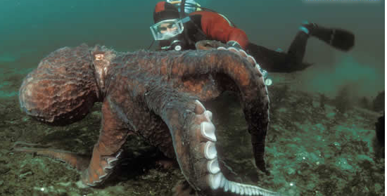 花蛤和牡蛎有啥区别？章鱼小丸子是啥？带你了解舌尖上的海洋动物