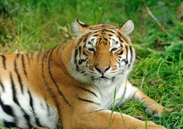 虎年说老虎，孟加拉虎（白色老虎）原来是有基因缺陷