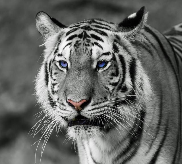 虎年说老虎，孟加拉虎（白色老虎）原来是有基因缺陷