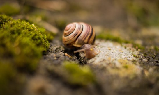 蜗牛竟是真正“睡美人”，一年休眠两次一觉可睡三年