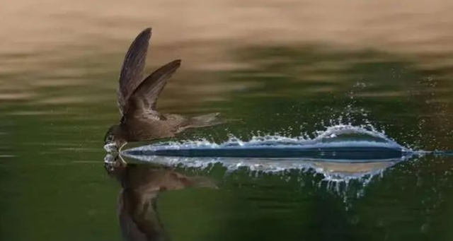 “无脚鸟”雨燕，一生边飞边睡，落地等于死亡，它如何繁衍后代？