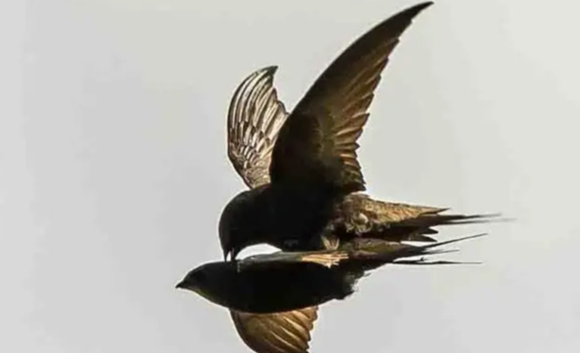 “无脚鸟”雨燕，一生边飞边睡，落地等于死亡，它如何繁衍后代？
