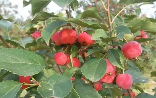 不花钱，就能吃得到的野花野果