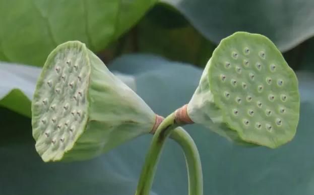 不花钱，就能吃得到的野花野果