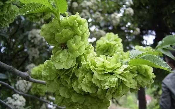 不花钱，就能吃得到的野花野果