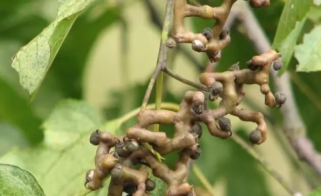 不花钱，就能吃得到的野花野果