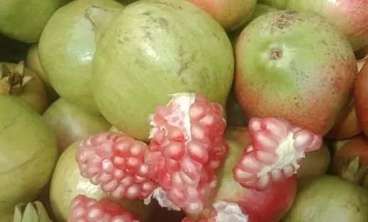 劳动报-10月时令水果，哪个产地的梨和石榴更好吃