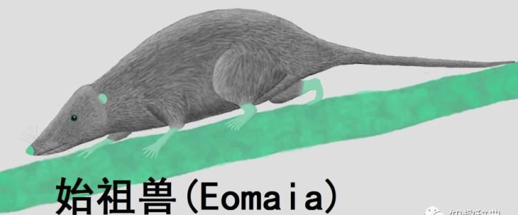 鼩鼱和老鼠是趋同进化吗,鼩鼱不是老鼠图11