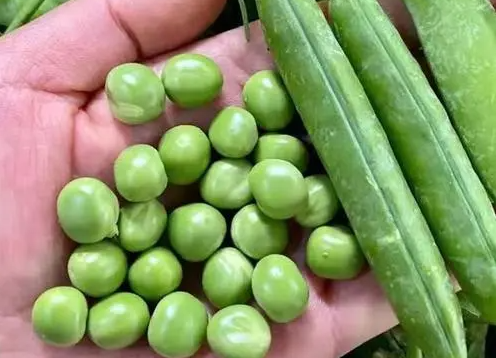 吃不完的豌豆，别直接冷冻，教你一招，能放1年，颜色翠绿味鲜美