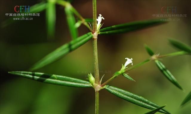 这种开着小白花的本草，却是抗肿瘤、治疗多种皮肤疾病的良药！