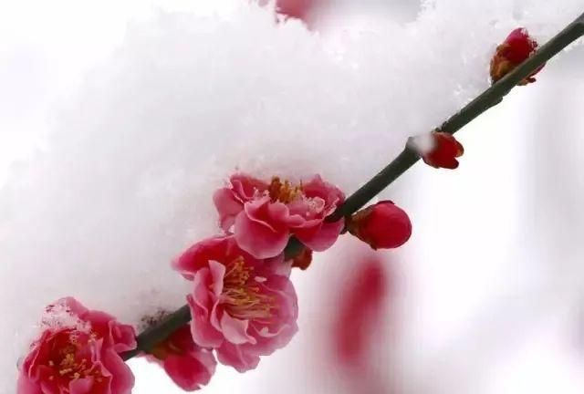 蜡梅、雪莲、藏红花……冬天真正的“冻美人”其实是Ta们→