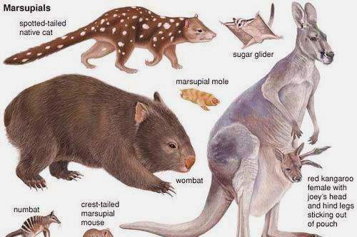袋鼠其实曾遍布全球，为啥澳洲没有灭绝？淘汰它们的是什么？