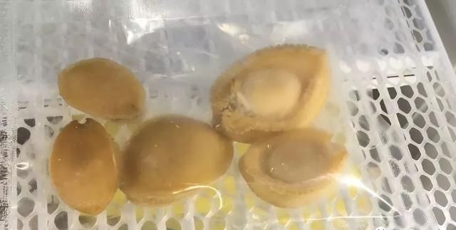 治愈收集癖的最佳鲍鱼储存方式，你学会了吗？