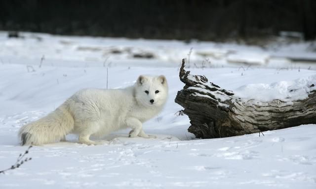 狐狸是仙还是妖？魅惑众生，狐死首丘？两极分化的狐狸印象