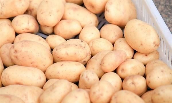 发芽后的土豆到底还能吃吗？可能你一直存在误解，快点让家人知道
