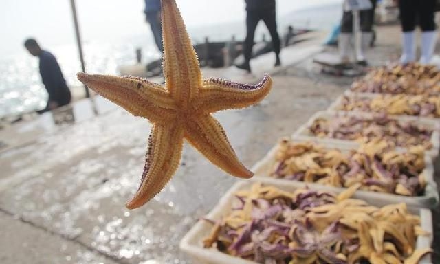 胶州湾海星泛滥原因找到了！除了靠吃，还有啥办法“克”星？