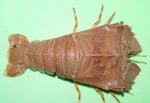 物种百科：东方扁虾