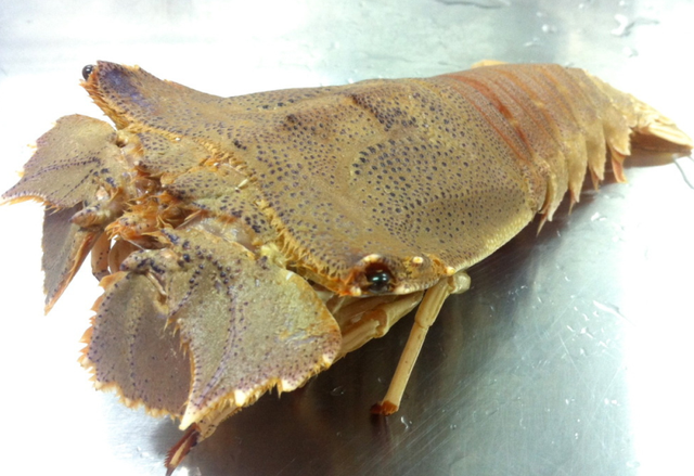 物种百科：东方扁虾