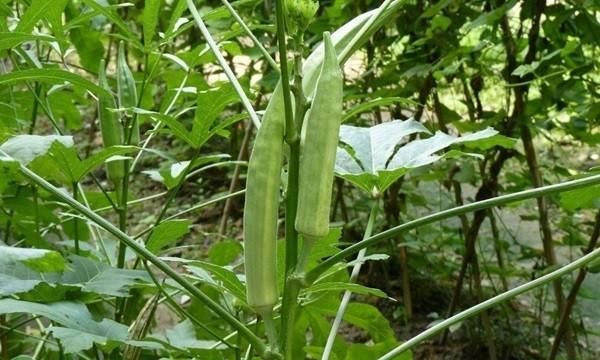 秋葵的种植时间和方法