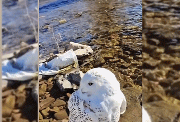 男子河边捡到白色猫头鹰，疑似中毒受伤，这雪鸮一般冬天才迁徙来