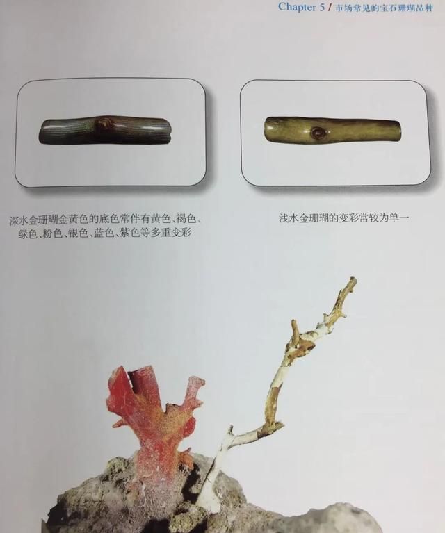 几千块买的假金丝柳还当宝贝戴，长见识！（上集）