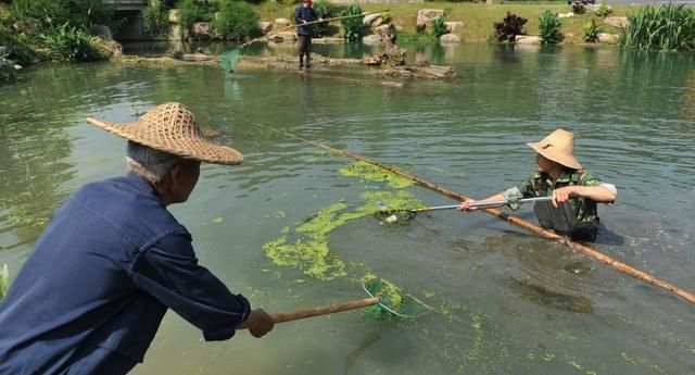 养殖池塘里有那么多生物，它们是如何维持食物链生态平衡？