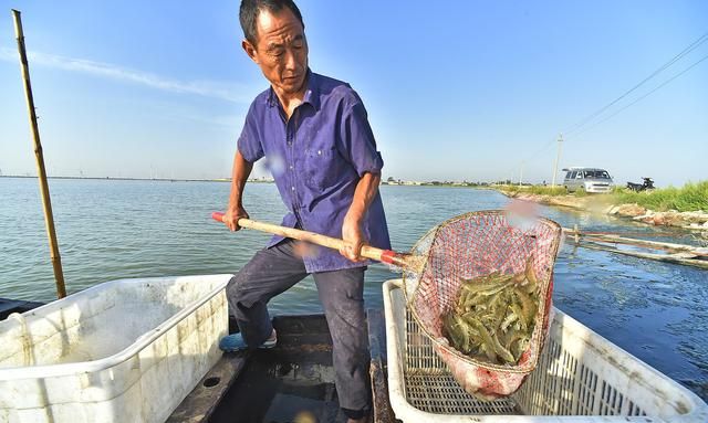 养殖池塘里有那么多生物，它们是如何维持食物链生态平衡？