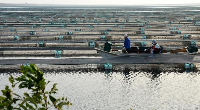 养殖池塘里有那么多生物，它们是如何维持食物链生态平衡？