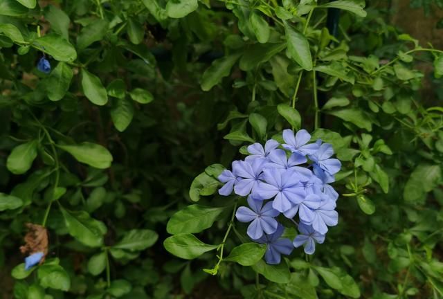 蓝色系花卉大全（第一季），喜欢蓝色花的看过来