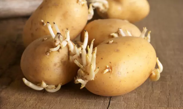 家里保存土豆，最忌放冰箱保鲜，这一动作，“逼着”土豆长芽