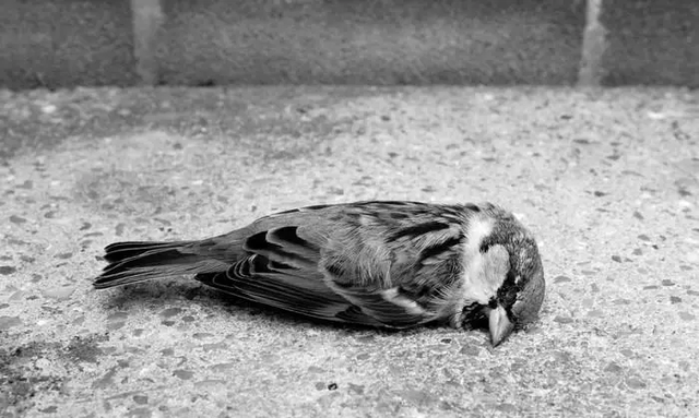 麻雀寿命很短，为什么却很少见到它们的尸体，死后都去哪了