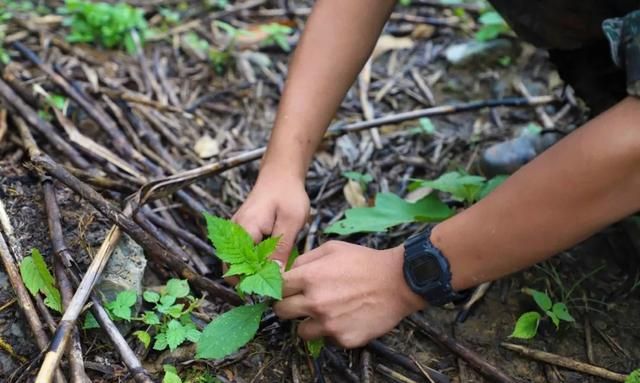 钻木取火、挖野菜……这样的野战生存你见过多少？