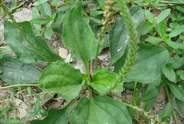 农村常见的野草车前草，夏天这样用能清热祛暑