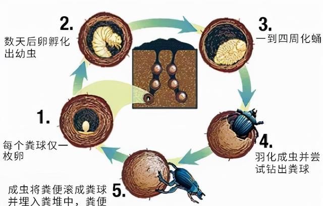 我们低估了屎壳郎，没有它草原或成炼狱，澳大利亚早已大量抢购