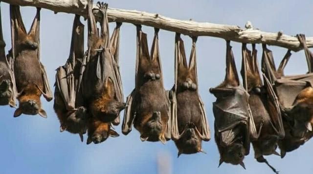 蝙蝠吃什么食物？蝙蝠的这些知识你都知道吗？