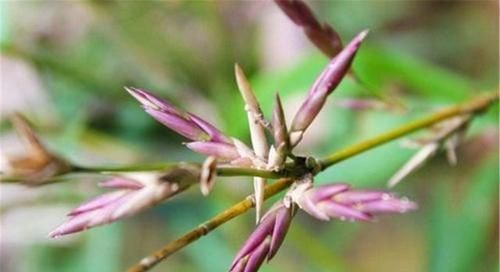 "竹子开花，马上搬家"，真的有这么严重吗？