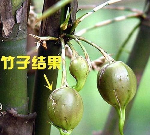 "竹子开花，马上搬家"，真的有这么严重吗？