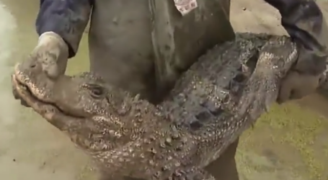 徒手搬运8000余只鳄鱼转场过冬，工作人员：不会害怕，要把握好温度