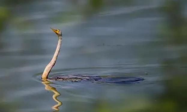 热带中一种奇特水鸟，颈细长如蛇，特别是在游泳时更像一条水蛇